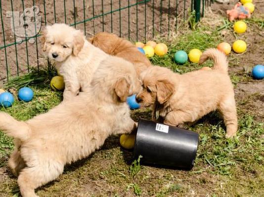 PoulaTo: Πώληση κουτάβια Golden Retriever! Έχουμε